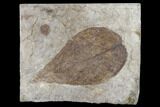 Fossil Yellowwood (Cladrastis) Leaf - Nebraska #119342-1